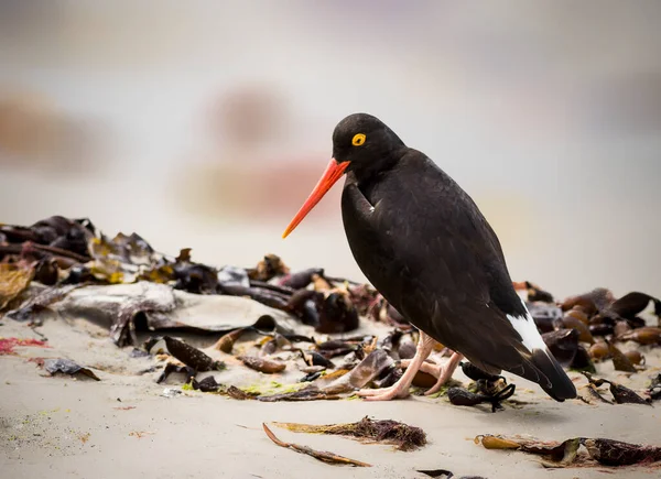 Magellanic Oystercatcher Foraging Food Beach — стоковое фото