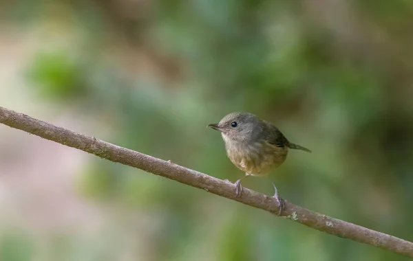 Cinnamon Bellied Flowerpiercer Perched Tree Salvador — Stock Photo, Image