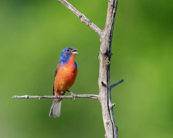 Painted Bunting Perched Dead Tree Texas — стокове фото