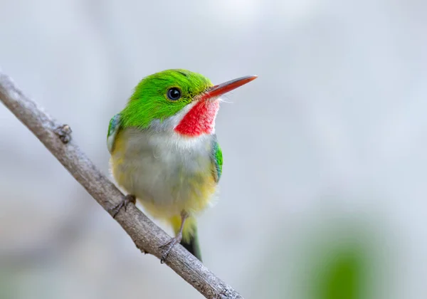 Cute Little Puerto Rican Tody Perched Tree — Stock Photo, Image