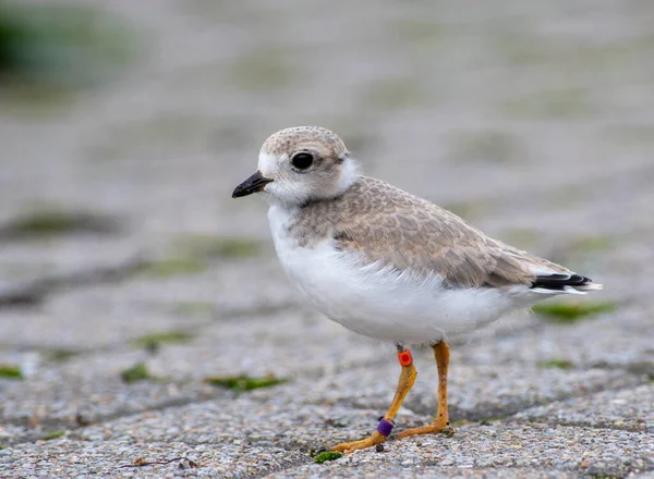 Endangered Piping Plover Chick Shores Lake Huron Ohio — Foto Stock