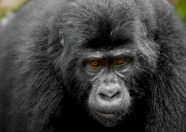 Horská Gorila Národním Parku Bwindi Neproniknutelný Les — Stock fotografie