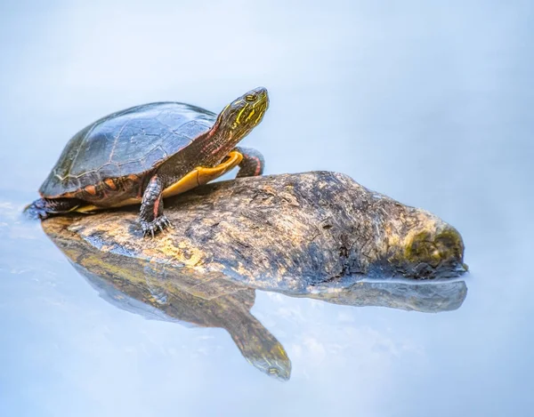 Painted Turtle Most Widespread Native Turtle North America — Stock Photo, Image