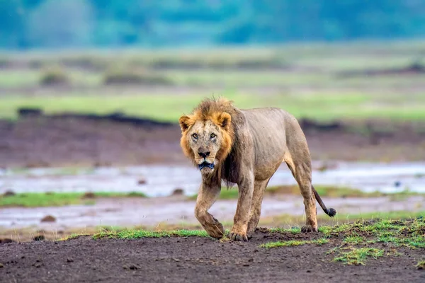 ライオンは勇気と力の象徴として歴史を通して賞賛されてきました — ストック写真