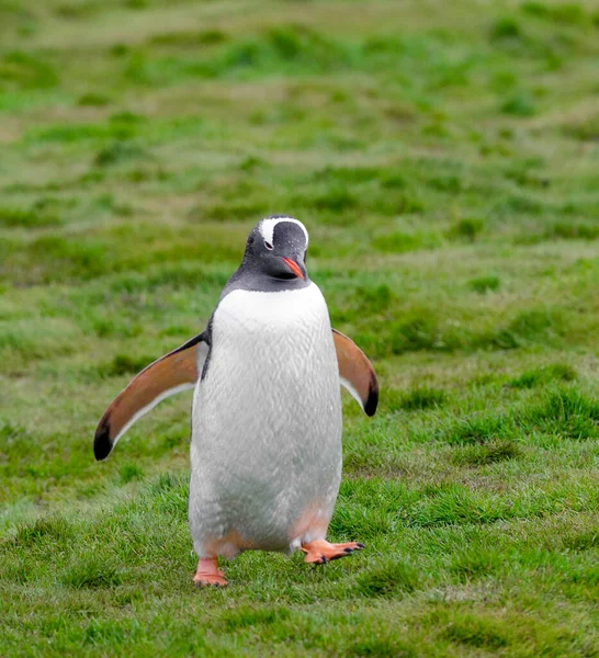 Gentoo Penguin在南乔治亚岛的一个田野里散步 — 图库照片