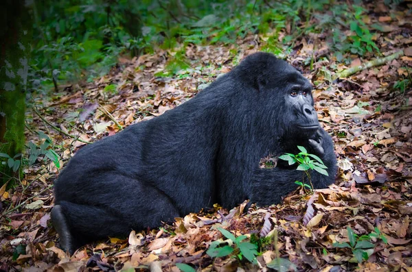 Horská Gorila Národním Parku Bwindi Neproniknutelný Les — Stock fotografie