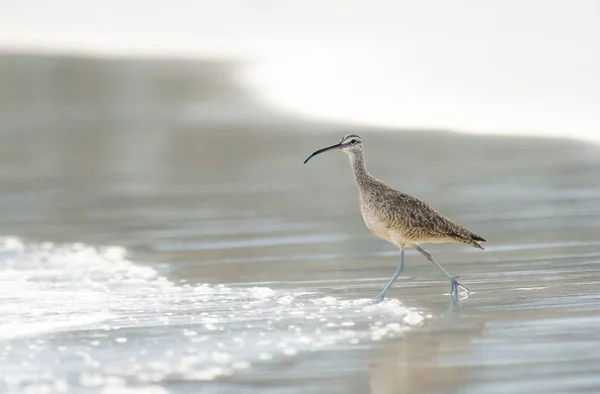 Whimbrel Прочная Большая Короткая Птица Длинной Изогнутой Спиной Относительно Длинными — стоковое фото