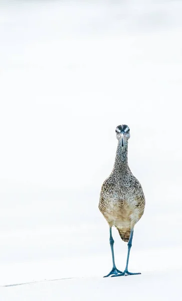 Obust Büyük Sahil Kuşu Çok Uzun Eğri Bir Gagası Nispeten — Stok fotoğraf