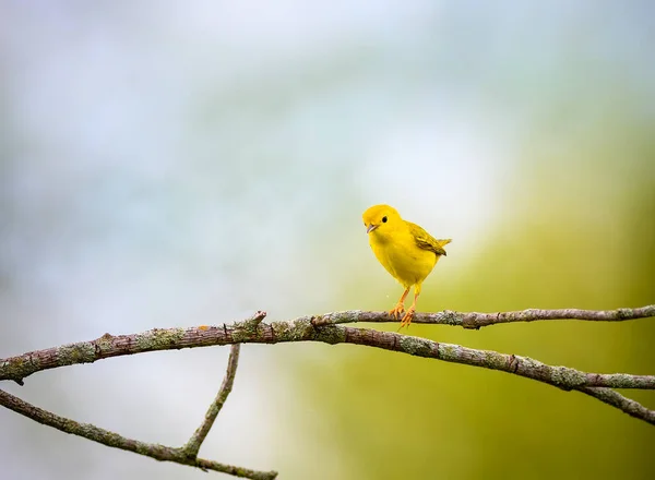 American Yellow Warbler Aka Tweety Empoleirado Uma Árvore — Fotografia de Stock