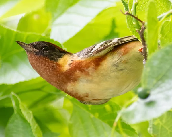 Bay Breasted Warbler Perched Tree Illinois — стокове фото