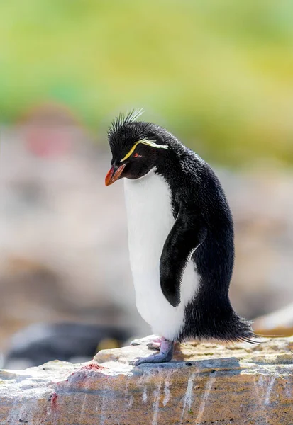 ロックホッパーペンギンは 最も普及しているクレストペンギンです — ストック写真