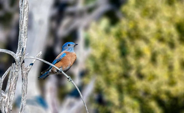 Batı Bluebird 'ün üstü parlak mavi, üstü pas turuncusuyla kaplı bir yelek göğsünden üst sırtına kadar uzanıyor.