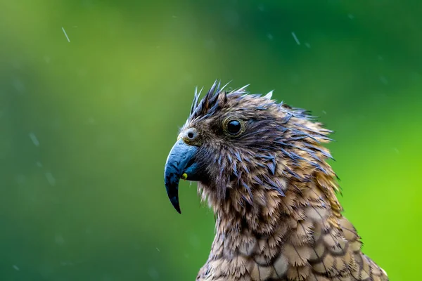 Zéland Zéland Zéland Erdős Alpesi Régióiban Található Kea Alpine Papagáj — Stock Fotó