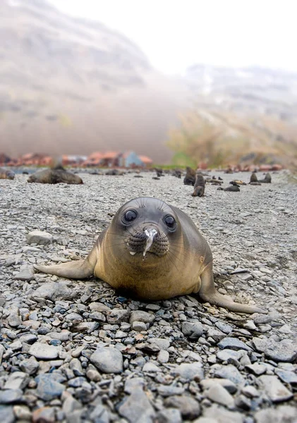 Baby Southern Elephant Seal Georgia Del Sur Antártida — Foto de Stock