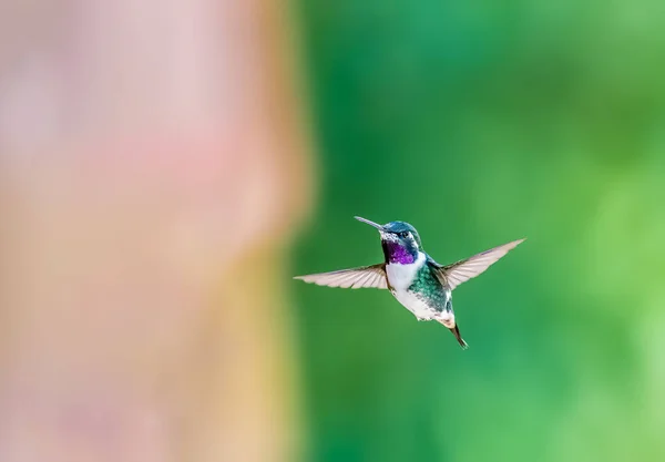 White Bellied Woodstar Tiny Hummingbirds Fly Large Bumblebees — Stock Photo, Image