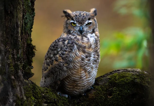 Gran Búho Cuerno Bosque Alaska — Foto de Stock