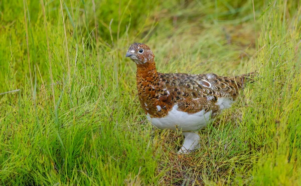 Willow Ptarmigan kışın bembeyaz olur ve yazın kırmızı ve kahverengilerin karışık bir karışımıdır.