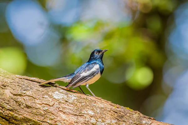 Oriental Magpie Robin Pequeño Pájaro Paseriforme Que Anteriormente Fue Clasificado — Foto de Stock