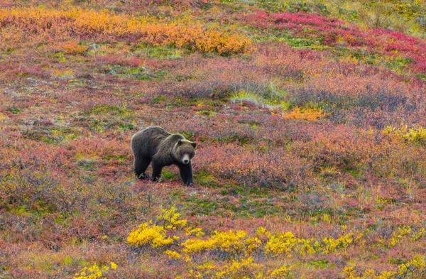 Grizzly Bear Також Відомий Північноамериканський Бурий Ведмідь Деналі Аляска — стокове фото