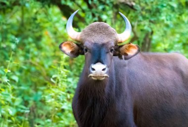 Indian Gaur, Güney ve Güneydoğu Asya 'ya özgü bir sığır türü olup 1986 yılından beri IUCN Kırmızı Listesi' nde yer almaktadır.