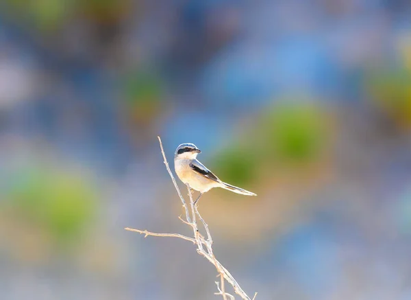 Loggerhead Shrike Śpiewający Ptak Przyzwyczajeniami Raptora — Zdjęcie stockowe