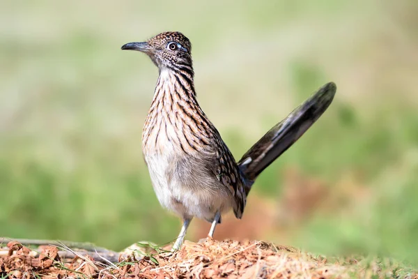 Road Runner Pode Ultrapassar Humano Matar Uma Cascavel Prosperar Nas — Fotografia de Stock