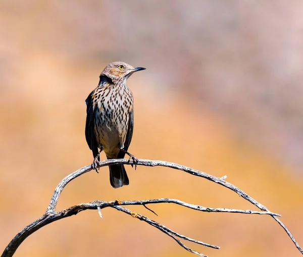 stock image Sage Thrasher are fairly small songbirds with relatively long legs and tail