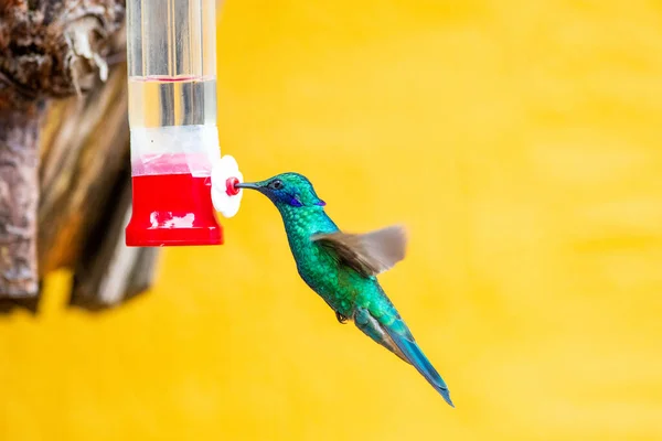 Sparkling Violetear, Kuzey ve Batı Amerika 'da yaygın olarak görülen bir sinekkuşu türüdür.