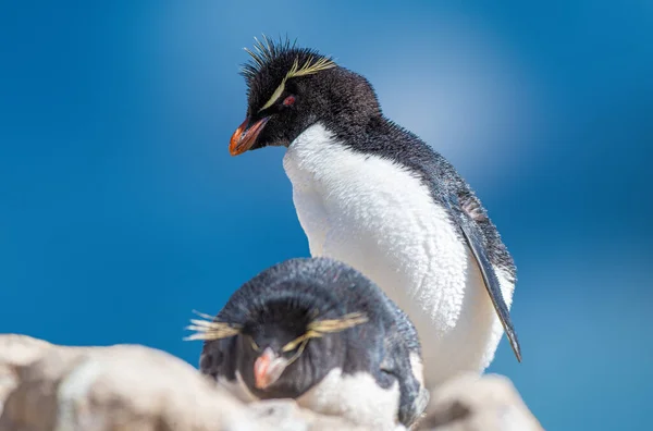 Пінгвіни Пінгвіни Яких Пінгвіни Дуже Люблять — стокове фото