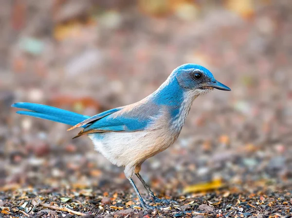 Western Scrub Jay Mangia Insetti Frutta Noci Bacche Semi Occasionalmente — Foto Stock