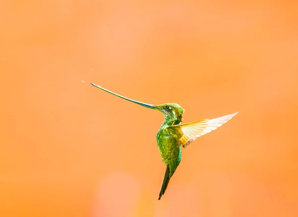 Schwertschnabelkolibri Ist Eine Neotrope Kolibri Art Aus Den Andenregionen Südamerikas — Stockfoto