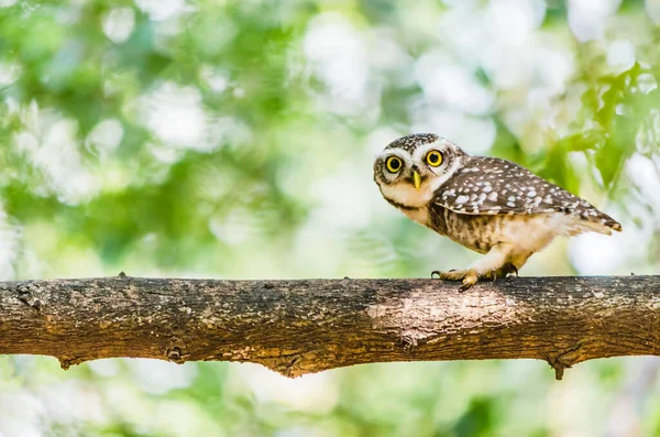 発見されたフクロウは インド本土から東南アジアに熱帯アジアで繁殖する小さなフクロウです — ストック写真