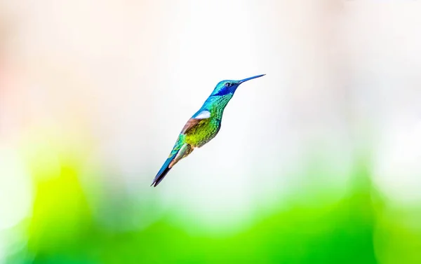 Sparkling Violetear Uma Espécie Beija Flor Comum Nas Terras Altas — Fotografia de Stock