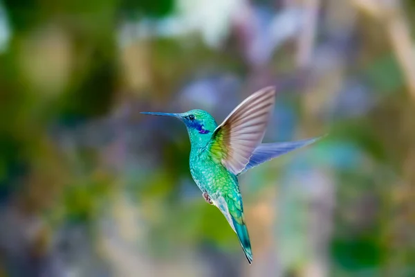 Sparkling Violetear Een Kolibrievlinder Uit Familie Kolibries Kolibries — Stockfoto
