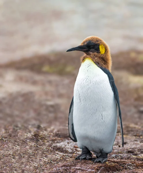 Kral Penguen en büyük ikinci penguen türüdür, daha küçüktür ama imparator penguene benzer.