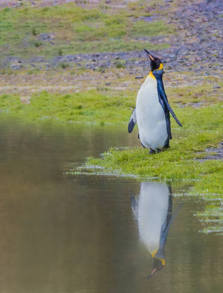 ペンギン王はペンギンの2番目に大きい種ですが 天皇ペンギンに似ています — ストック写真