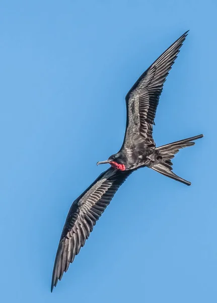 フリゲート バードフリゲート バード Frigate Bird Frigatebards 亜熱帯の全海に生息するフリゲート科の海鳥である — ストック写真