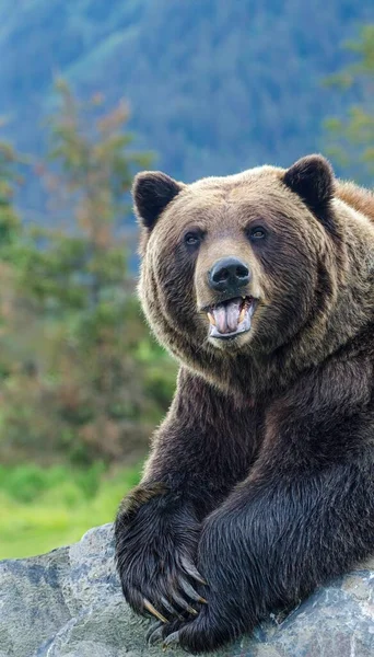 Grizzly Bear Також Відомий Північноамериканський Бурий Ведмідь Деналі Аляска — стокове фото