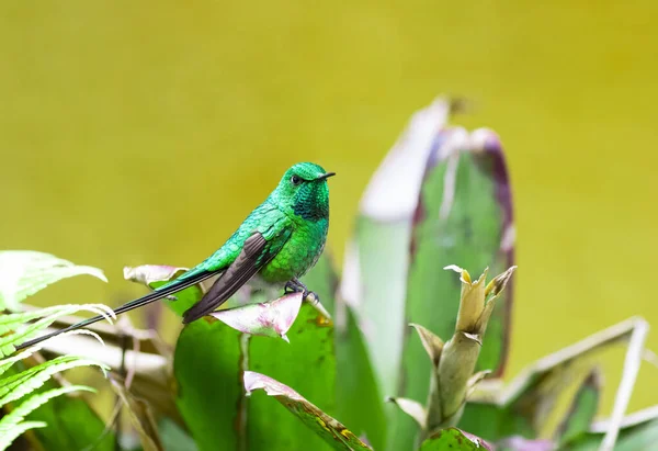 Grön Tailed Trainbearer Har Kortare Rakare Räkning Kortare Rakare Svans — Stockfoto