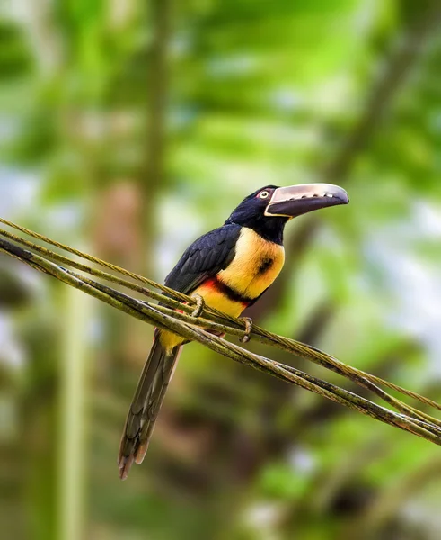 Przymknięty Aracari Siedzący Gałęzi Drzewa Kostaryce — Zdjęcie stockowe