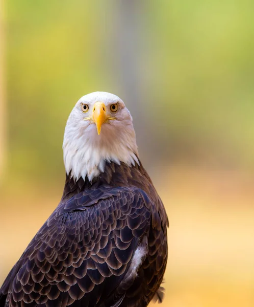 American Bald Eagle Waiting Hunt Dinner — Stock Photo, Image