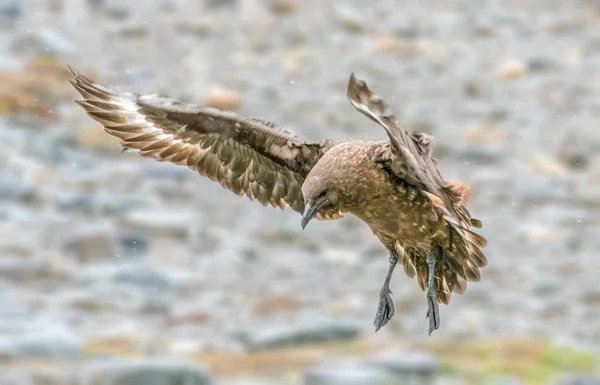 Brown Skua South Georgia Zuidelijke Sandwicheilanden — Stockfoto