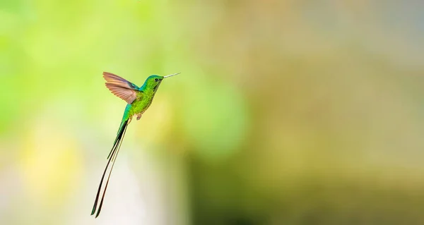 Black Tailed Trainbearer Taking Its Destination — Stock Photo, Image