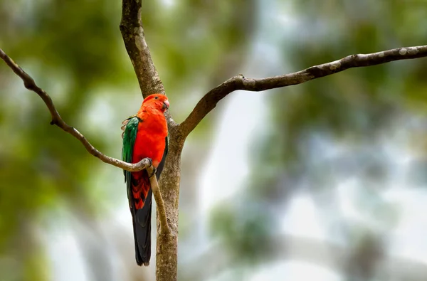 Австралийский Королевский Попугай Сидел Дереве — стоковое фото