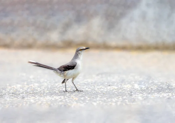 Northern Mockingbird Foraging Ground Cancun Mexico — Fotografia de Stock