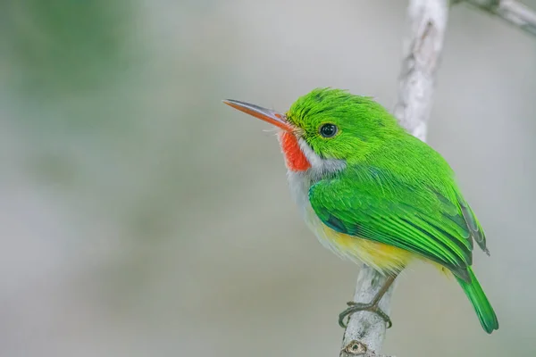 Puerto Rican Tody Perched Tree — Stock Photo, Image