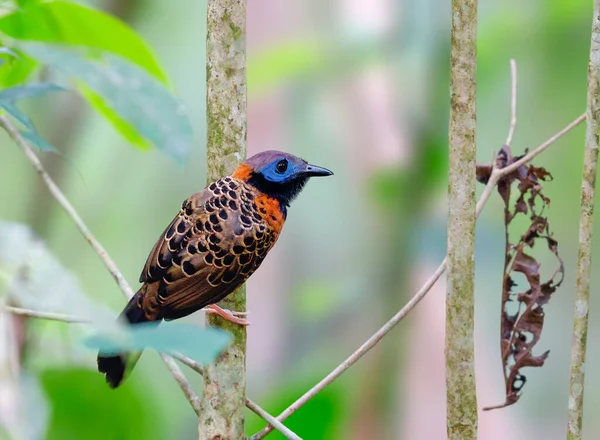 Oscellated Antbird Perched Tree Watching Ant Swarm — Stok fotoğraf