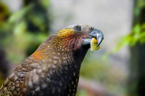 Kaka Parrot Eating Piece Fruit New Zealand — Stok fotoğraf