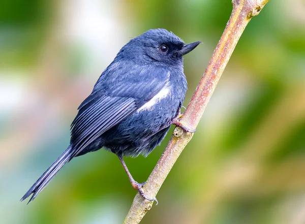 White Sided Flowerpiercer Perched Tree Colombia — Stockfoto