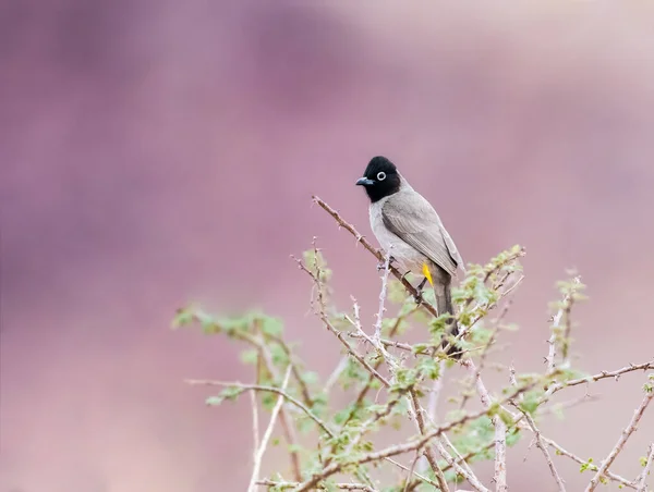 White Spectacled Bulbul Perched Tree Jordan — 스톡 사진
